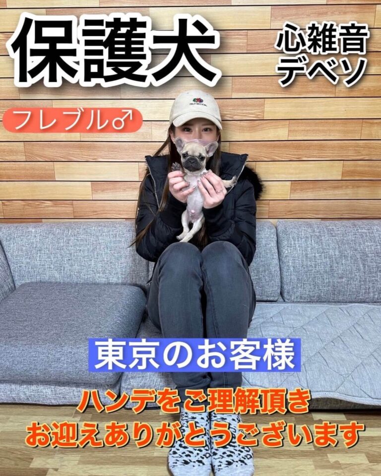 保護犬のフレンチブルドッグを東京のお客様がお迎えした様子｜でべそがあっても元気に暮らす保護犬
