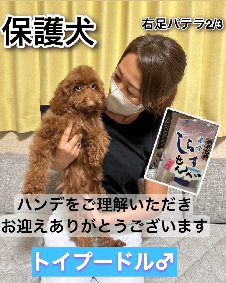 パテラのある保護犬トイプードルをお迎えした様子｜新しい家族のもとで暮らす保護犬