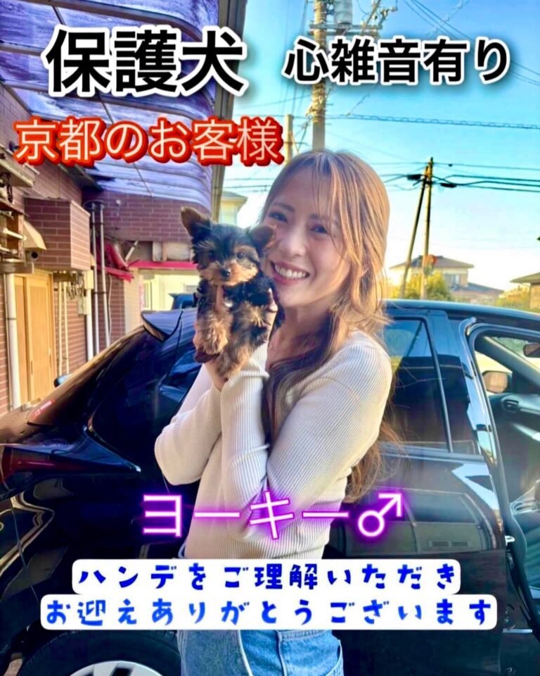保護犬のヨークシャテリアを京都のお客様がお迎えした様子｜心雑音ありでも元気に暮らす保護犬