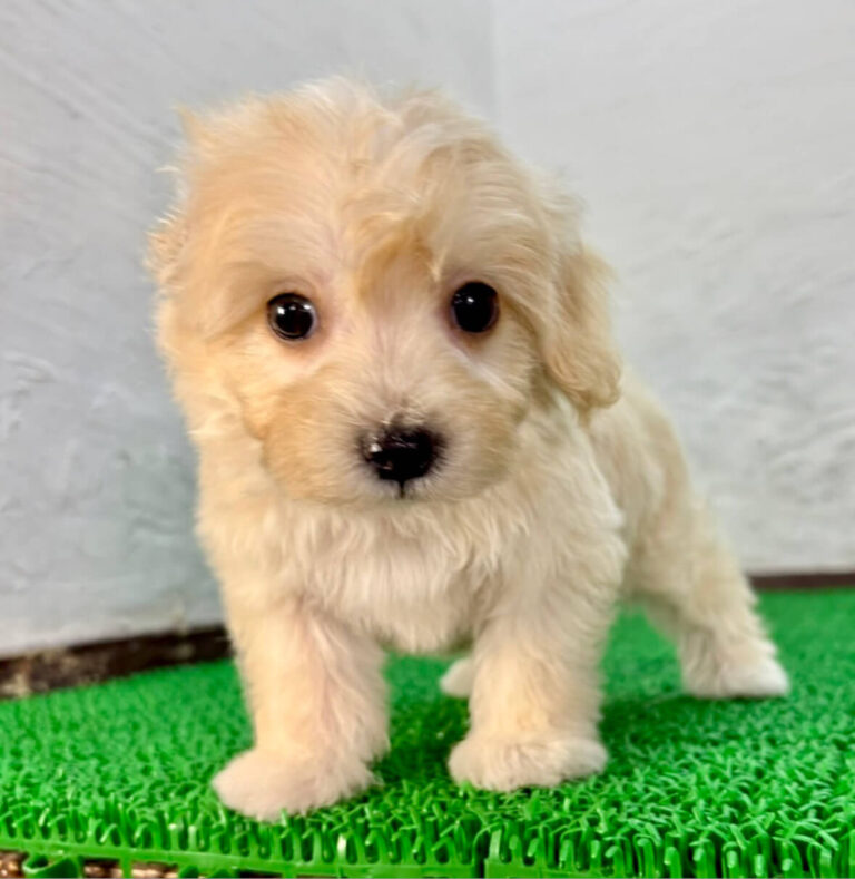 里親募集対象のマルプー保護犬の子犬